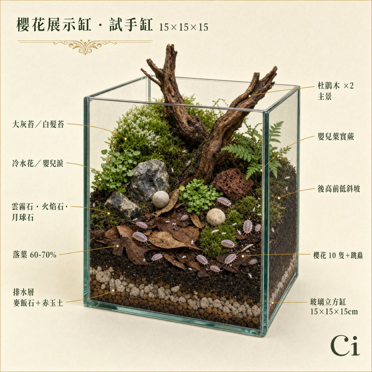 櫻花展示缸（試手缸） 標註版